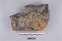 藏品(植物化石)的圖片